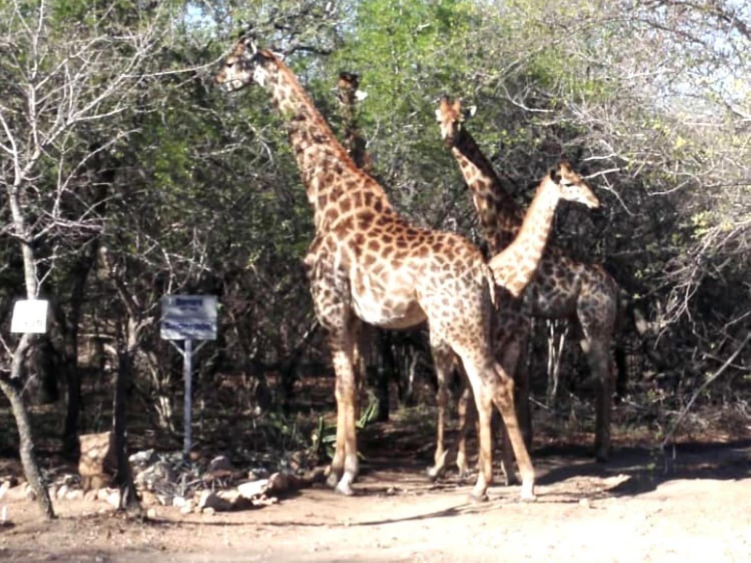 Wielewaal Bush Lodge Marloth Park Buitenkant foto
