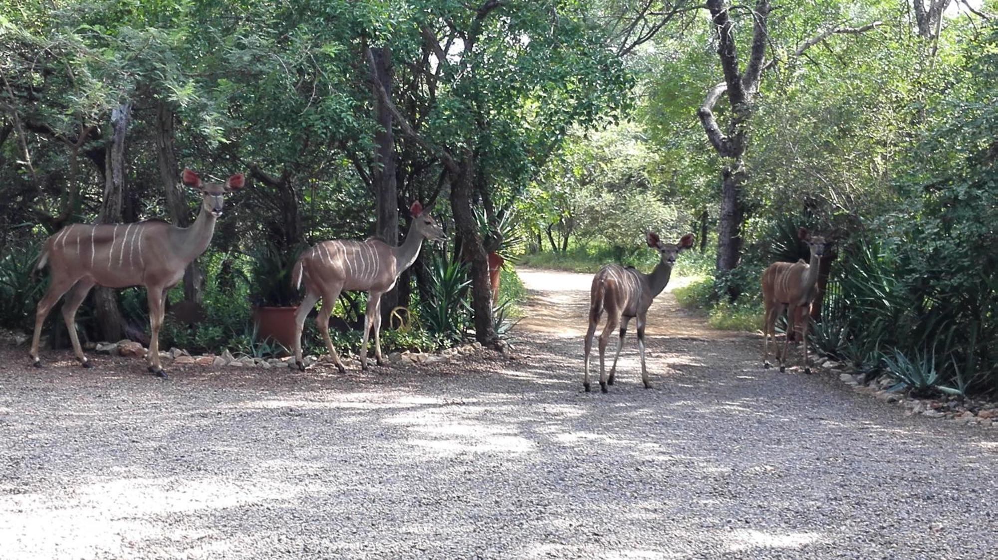 Wielewaal Bush Lodge Marloth Park Buitenkant foto