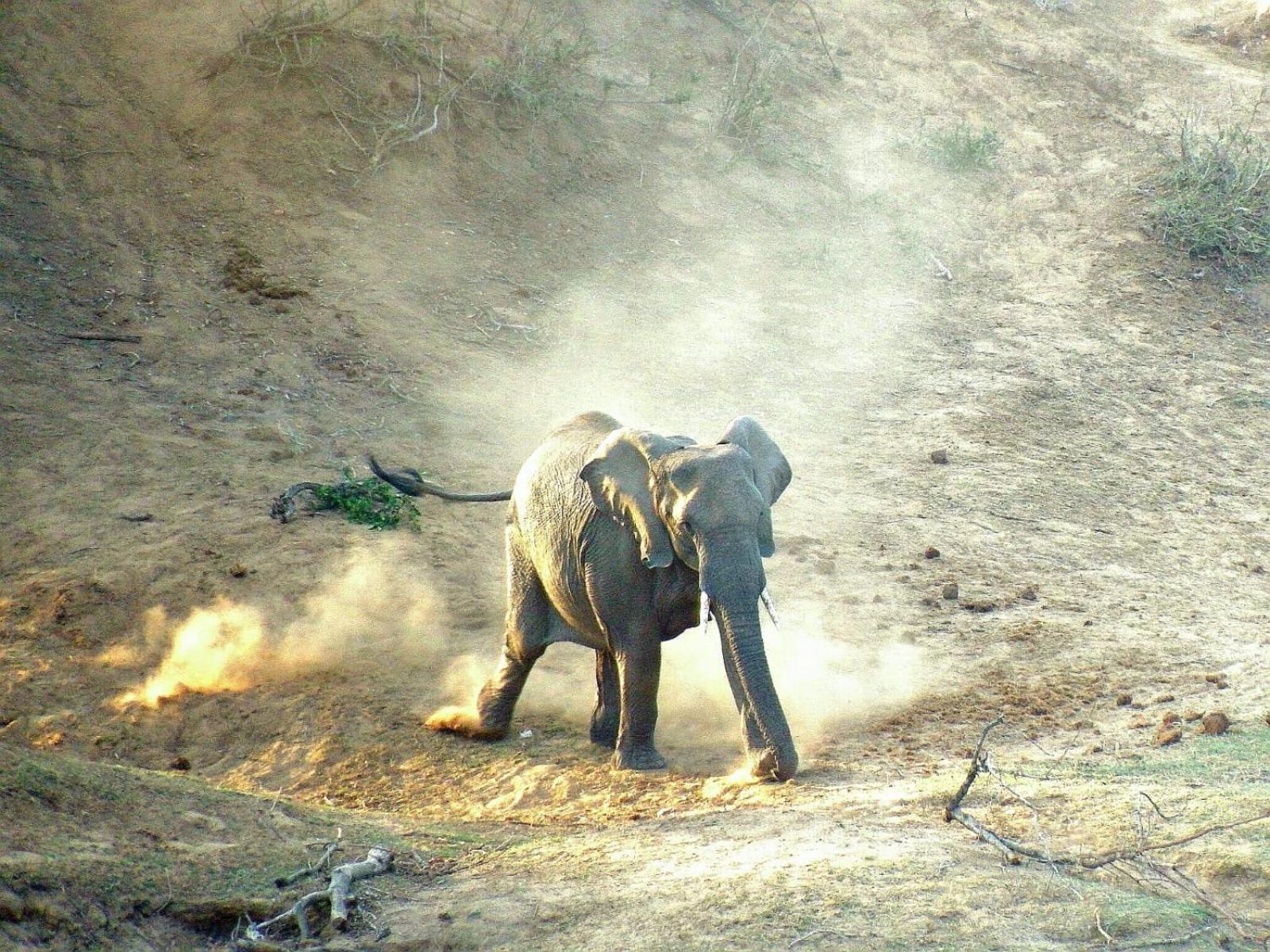 Wielewaal Bush Lodge Marloth Park Buitenkant foto
