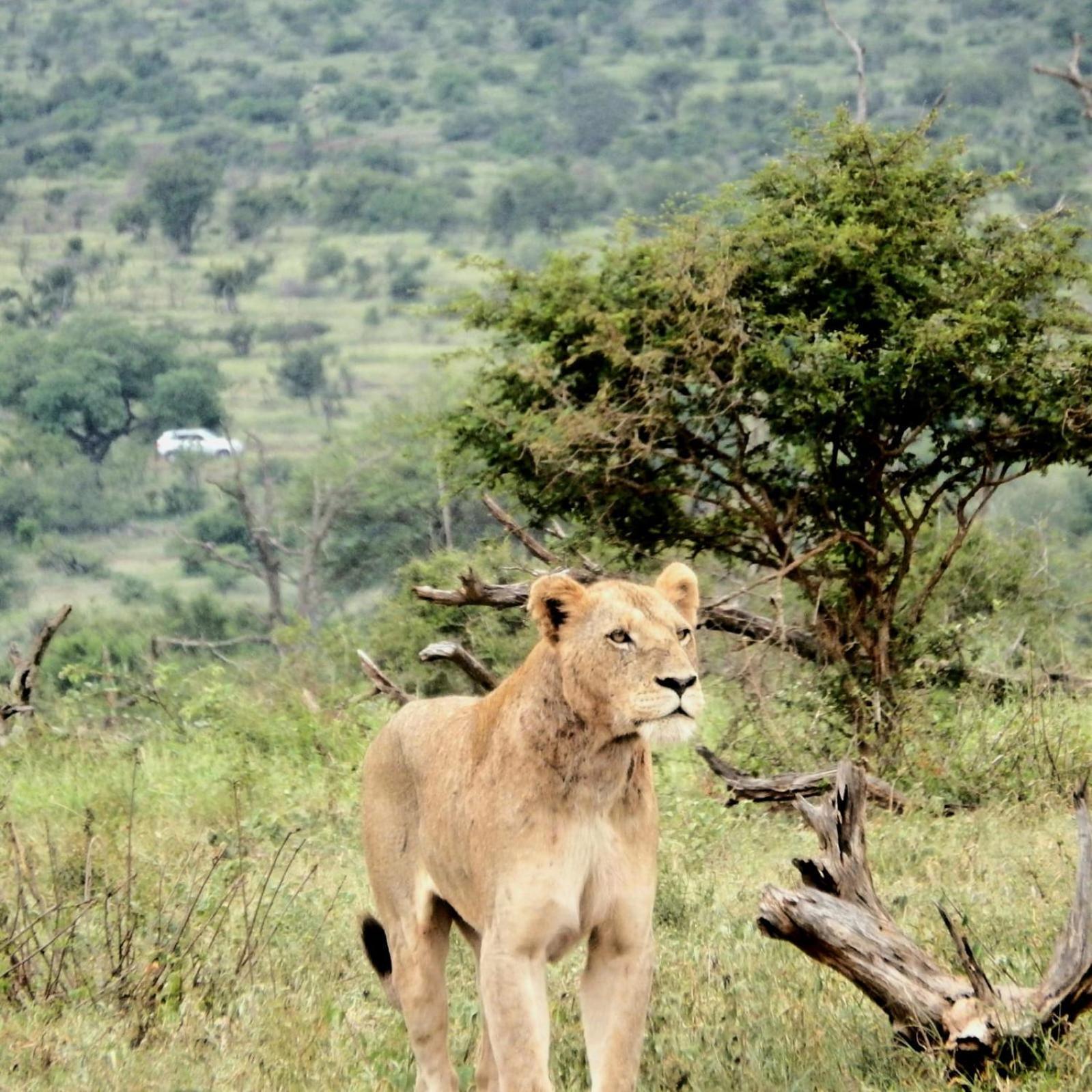Wielewaal Bush Lodge Marloth Park Buitenkant foto