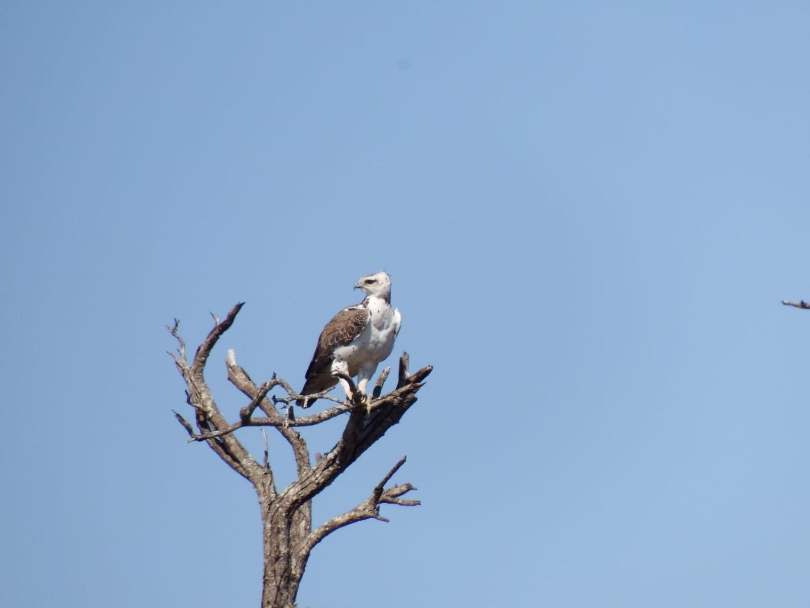 Wielewaal Bush Lodge Marloth Park Buitenkant foto