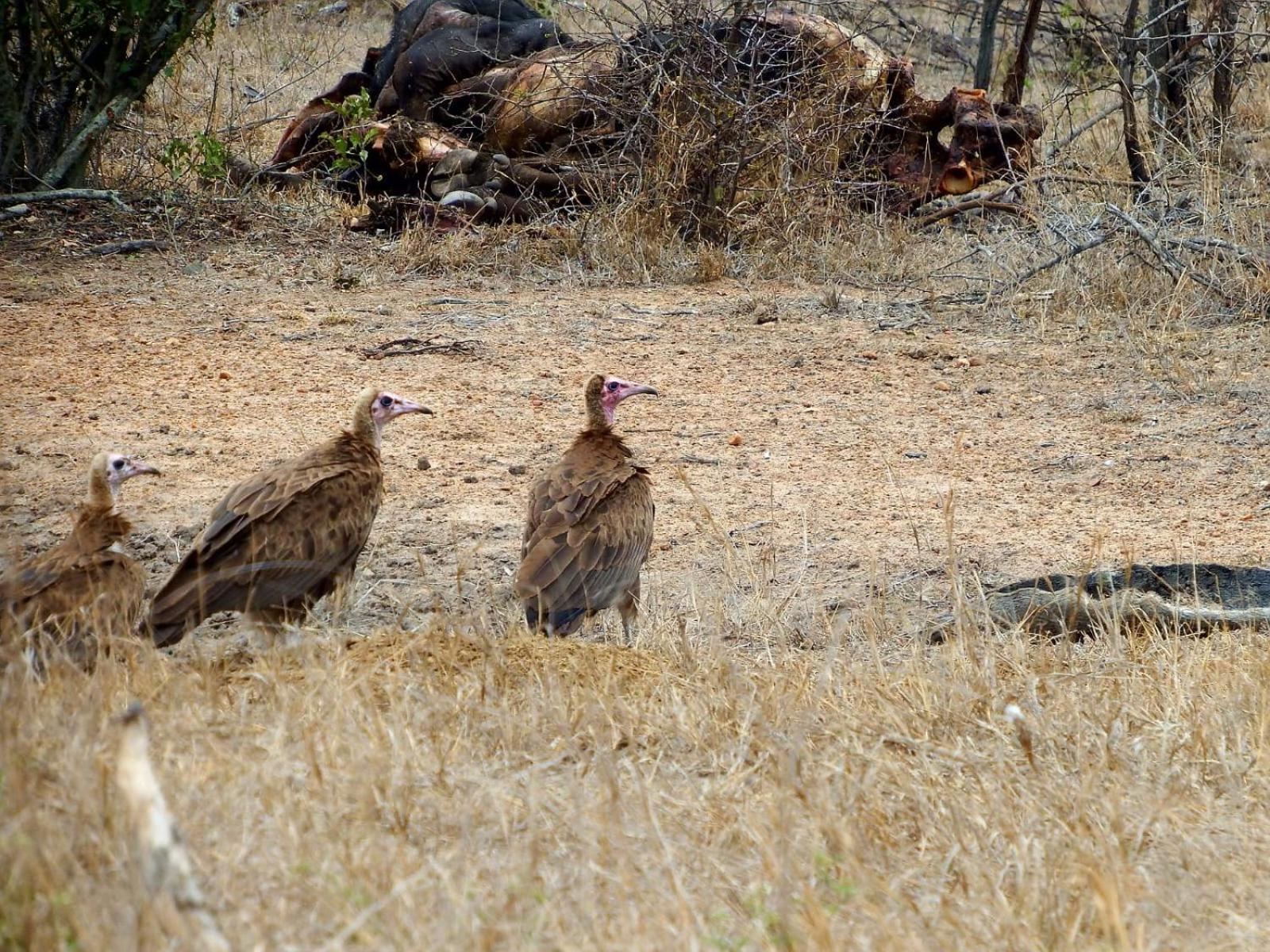 Wielewaal Bush Lodge Marloth Park Buitenkant foto